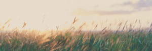 field with tall grass