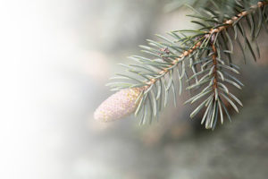 pine cone growth