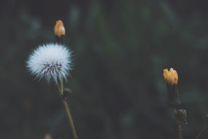 Dandelion and wildflowers