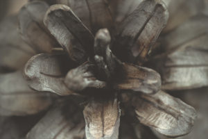 up close pinecone