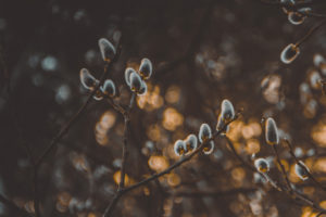 tree buds