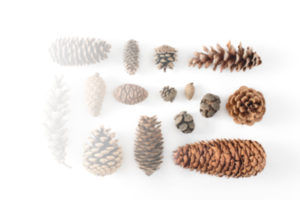 Pine Cones all shapes and sizes