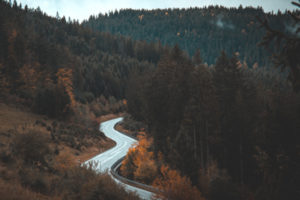 road in the trees