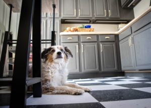 Dog laying in kitchen