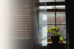 Plant sitting in window in the sun (2)