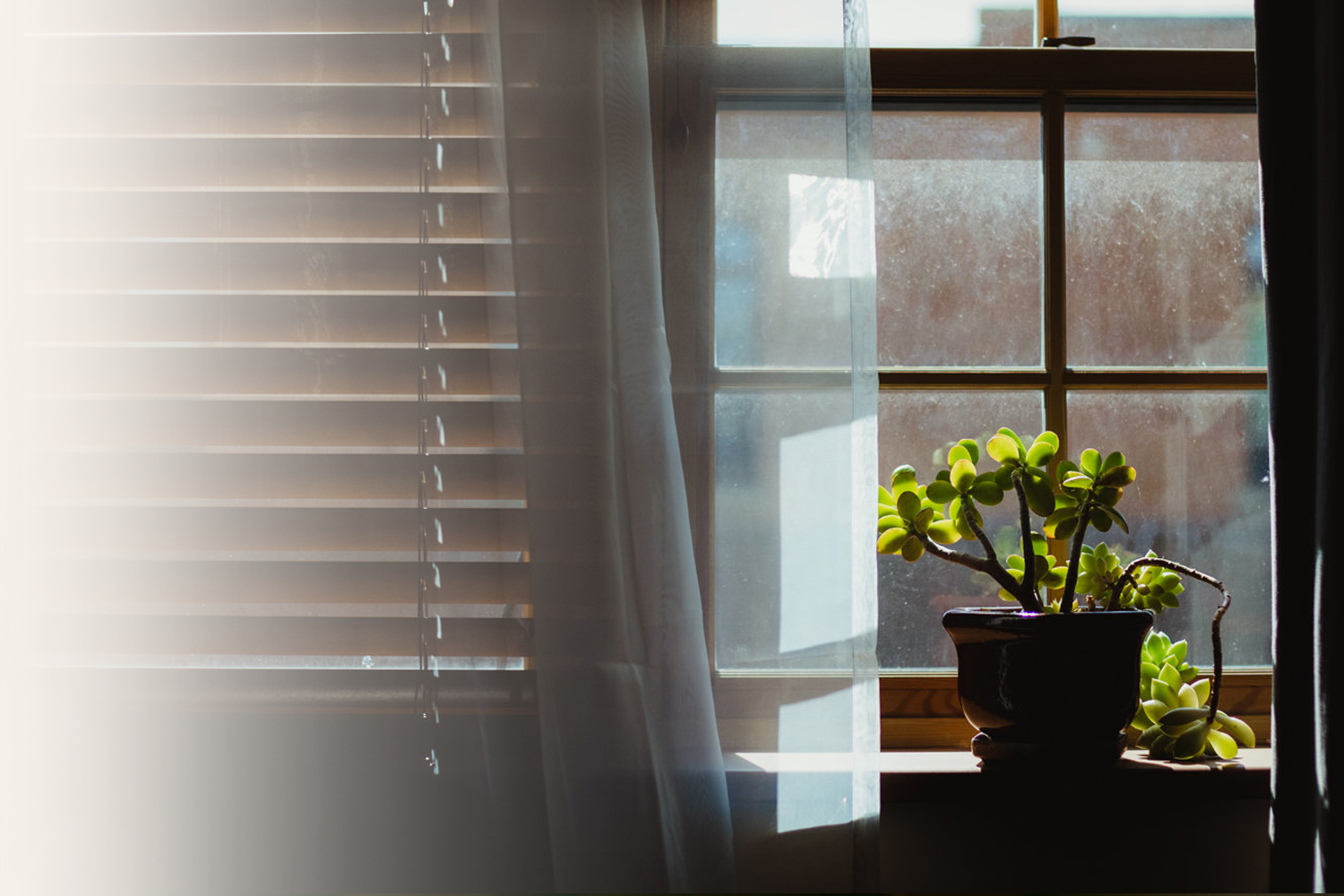 Plant sitting in window in the sun