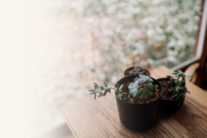 Faded pots of succulents