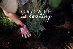 Growth is healthy description in front of planting shrubs