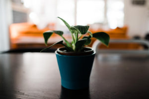 Small plant in a pot