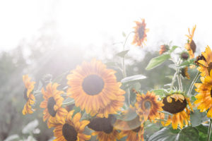 Sunflowers in the sun